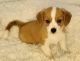 Pembroke Welsh Corgi Puppies for sale in Racine, WI, USA. price: NA