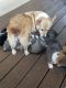 Pembroke Welsh Corgi Puppies for sale in Trenton, FL 32693, USA. price: $1,500
