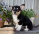 Loving and playful Pembroke welsh Corgi puppies available