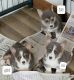 Pembroke Welsh Corgi Puppies for sale in Saxon, WI 54559, USA. price: NA