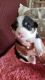 Pembroke Welsh Corgi Puppies for sale in Cape Coral, FL, USA. price: $1,500