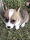 Pembroke Welsh Corgi Puppies for sale in Blair, WI 54616, USA. price: NA