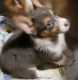 Pembroke Welsh Corgi Puppies for sale in Wooster, OH 44691, USA. price: $950