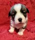 Pembroke Welsh Corgi Puppies for sale in Hamilton, OH, USA. price: $1,200