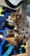 Pembroke Welsh Corgi Puppies for sale in Buckeye, AZ, USA. price: $1,000