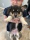 Pembroke Welsh Corgi Puppies for sale in Cincinnati, OH, USA. price: $1,000