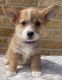 Pembroke Welsh Corgi Puppies for sale in Chillicothe, OH 45601, USA. price: $1,700