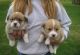 Pembroke Welsh Corgi Puppies for sale in Orlando, FL, USA. price: $700