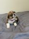 Pembroke Welsh Corgi Puppies for sale in Buckeye, AZ, USA. price: $1,200