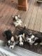 Pembroke Welsh Corgi Puppies for sale in Peyton, CO 80831, USA. price: $2,000