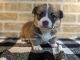 Pembroke Welsh Corgi Puppies for sale in Chillicothe, OH 45601, USA. price: NA