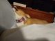 Pembroke Welsh Corgi Puppies for sale in Lima, OH, USA. price: $600