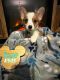 Pembroke Welsh Corgi Puppies for sale in Haines City, FL, USA. price: $500