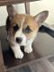 Pembroke Welsh Corgi Puppies for sale in Madison, WI, USA. price: $1,200
