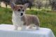 Pembroke Welsh Corgi Puppies for sale in Florida City, FL, USA. price: $500