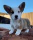 Pembroke Welsh Corgi Puppies for sale in Miami, Florida. price: $500