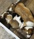 Pembroke Welsh Corgi Puppies for sale in Bucyrus, Ohio. price: $950