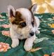 Pembroke Welsh Corgi Puppies for sale in Oklahoma City, Oklahoma. price: $150