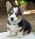 Pembroke Welsh Corgi Puppies for sale in Bakersfield, California. price: $500