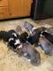 Pembroke Welsh Corgi Puppies for sale in Nanjemoy, MD 20662, USA. price: $1,200