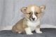 Pembroke Welsh Corgi Puppies for sale in Los Angeles, California. price: $550