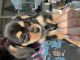 Pembroke Welsh Corgi Puppies for sale in Harrisonburg, Virginia. price: $1,000