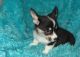 Pembroke Welsh Corgi Puppies for sale in Almont, CO 81230, USA. price: $500