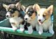 Pembroke Welsh Corgi Puppies for sale in Manitowoc, WI 54220, USA. price: NA