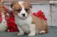 Pembroke Welsh Corgi Puppies for sale in Salt Lake City, UT 84101, USA. price: NA
