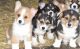 Pembroke Welsh Corgi Puppies for sale in Milwaukee, WI, USA. price: NA