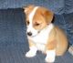 Pembroke Welsh Corgi Puppies for sale in Milwaukee, WI 53233, USA. price: NA