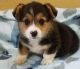 Pembroke Welsh Corgi Puppies for sale in Milwaukee, WI 53233, USA. price: NA