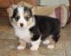 Pembroke Welsh Corgi Puppies for sale in De Pere, WI, USA. price: NA