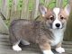 Pembroke Welsh Corgi Puppies for sale in Thorp, WI 54771, USA. price: NA