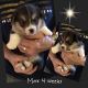Pembroke Welsh Corgi Puppies for sale in Clintonville, WI 54929, USA. price: NA