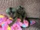 Pensillita Marmoset Animals for sale in Louisville, KY, USA. price: NA