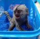 Pensillita Marmoset Animals for sale in Cleveland, OH, USA. price: $400