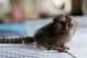 Pensillita Marmoset Animals for sale in Louisville, KY, USA. price: NA