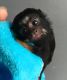 Pensillita Marmoset Animals for sale in Louisville, KY 40201, USA. price: NA
