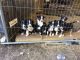 Perdiguero de Burgos Puppies for sale in New York, NY, USA. price: NA
