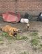 Perro de Presa Canario Puppies for sale in Detroit, MI 48224, USA. price: NA