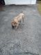Perro de Presa Canario Puppies for sale in Evergreen Park, IL 60805, USA. price: NA