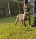 Perro de Presa Canario Puppies for sale in McDonough, GA, USA. price: NA