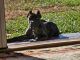 Perro de Presa Canario Puppies for sale in Rogersville, MO 65742, USA. price: $4,500