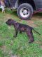 Perro de Presa Canario Puppies for sale in Zephyrhills, Florida. price: $1,200