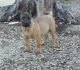 Perro de Presa Canario Puppies for sale in Berryton, KS 66409, USA. price: NA