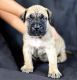 Perro de Presa Canario Puppies for sale in Hollywood, FL, USA. price: NA
