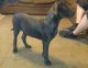 Perro de Presa Canario Puppies for sale in Louisville, KY 40219, USA. price: NA