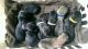 Perro de Presa Canario Puppies for sale in Kirkwood, PA 17536, USA. price: $2,700