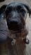 Perro de Presa Canario Puppies for sale in Lansing, MI 48915, USA. price: NA